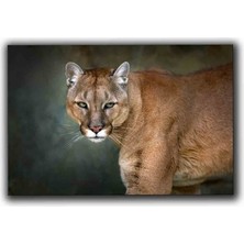 Puma Portre Kanvas Tablo