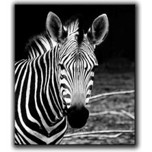 Siyah Beyaz Zebra Portresi Kanvas Tablo