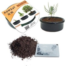 Bonsai Fıstık Çamı Ekim Kiti