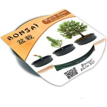 Bonsai Fıstık Çamı Ekim Kiti