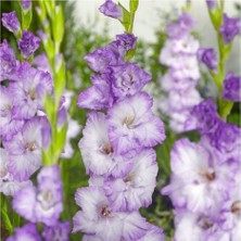 Gladiolus Blue Frost Özel Renk Glayör Çiçeği Soğanı (4 Adet)