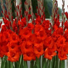 Gladiolus Mascagni Kırmızı Glayör Çiçeği Soğanı (4 Adet)