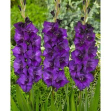 Gladiolus Purple Flora Mor Glayör Çiçeği Soğanı (4 Adet)