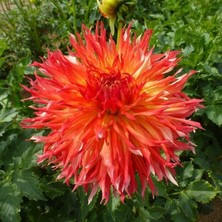 Ateş Renk Fired Up Dahlia Yıldız Çiçeği Yumrusu (1 Adet)