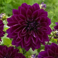 Mor Thomas A.edison Dahlia Yıldız Çiçeği Yumrusu (1 Adet)