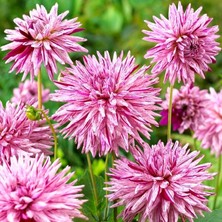 Çift Renk Striped Ambition Dahlia Yıldız Çiçeği Yumrusu (1 Adet )