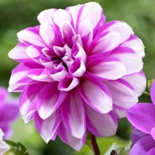 Iri Çiçekli Lauren Michele Dahlia Yıldız Çiçeği Yumrusu (1 Adet )