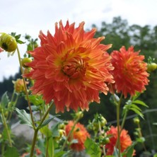 Ateş Renk Fired Up Dahlia Yıldız Çiçeği Yumrusu (1 Adet )