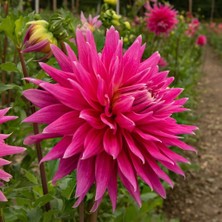 Pembe Ac Darc Horse Dahlia Yıldız Çiçeği Yumrusu (1 Adet )