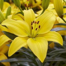 Yellow Fancy Joy Sarı Zambak Soğanı (1 Adet)