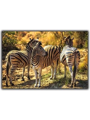 Üç Afrika Zebrası Kanvas Tablo