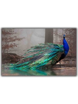 Tavus Kuşu Kanvas Tablo