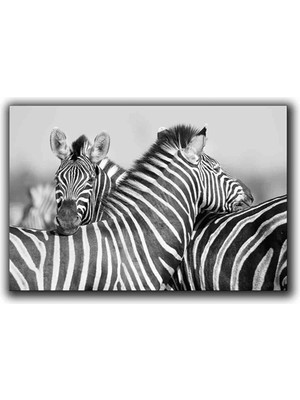 Siyah Beyaz Zebralar Kanvas Tablo