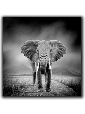 Siyah Beyaz Fıl Kanvas Tablo