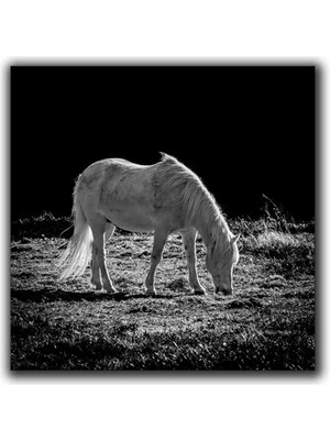 Siyah Beyaz At Kanvas Tablo