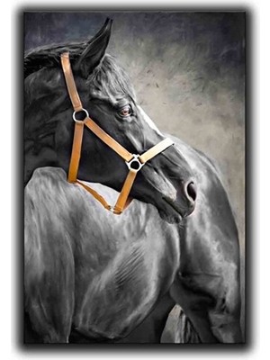 Siyah At Kanvas Tablo