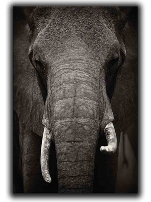 Fıl Portre Kanvas Tablo