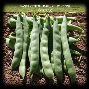 Cino Oturak Fasülye Tohumu 1 kg. (2500+ Adet) Sıla Gina Fasulye Tohumu