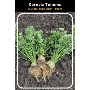 Tohum Seç Kereviz Tohumu, 2 Gram/450 Adet Tohum