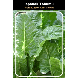 Tohum Seç Ispanak Tohumu, 3 Gram/250 Adet Tohum