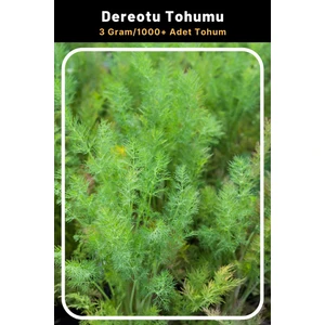Tohum Seç Dereotu Tohumu, 3 Gram/1.000 Adet Tohum