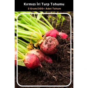 Tohum Seç Kırmızı İri Turp Tohumu, 3 Gram/300+ Adet Tohum