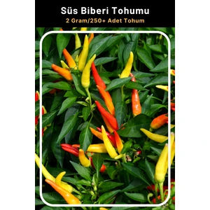 Tohum Seç Renkli Yukarı Bakan Süs Biberi Tohumu, 2 Gram/250+ Adet Tohum