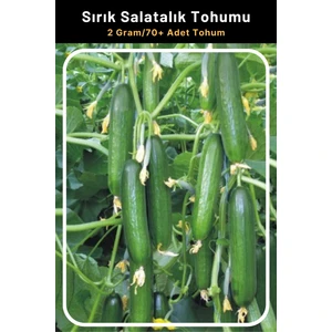Tohum Seç Sırık Salatalık (Hıyar) Tohumu, 2 Gram/70+ Adet Tohum