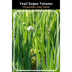 Tohum Seç Yeşil Soğan Tohumu, Yüksek Verim, 2 Gram/500+ Adet Tohum