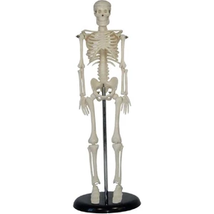Egeanatomi Maketleri Insan Iskelet Modeli 45 cm