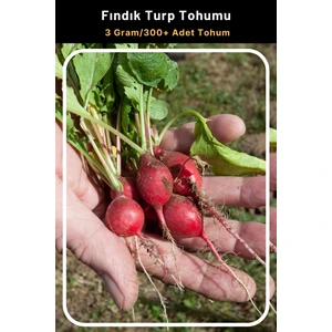 Tohum Seç Fındık Turp Tohumu 3 Gr 300+ Adet Tohum