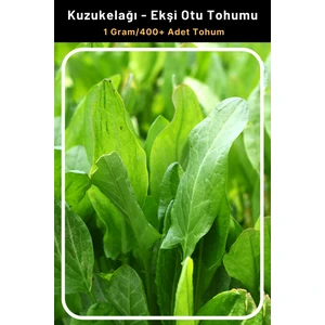 Tohum Seç Kuzukulağı ekşi Otu Tohumu 1 Gr 400+ Adet Tohum