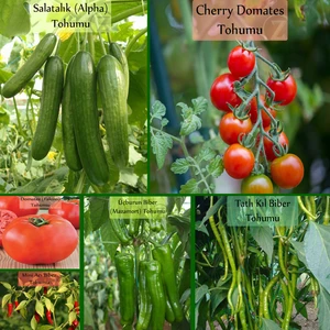 Zencefil Organik 6'lı No1 Çeri Domates Salatalık Köy Biberi Tatlı Kıl Biber Mini Acı Biber Falcon Domates Tohumu