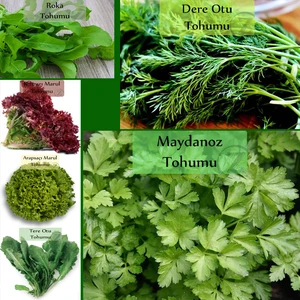 Zencefil Organik 6 Paket Tohum No2 Maydanoz Tohumu Dere Otu Tere Roka Tohumu Kırmızı Marul Kıvırcık Tohumu Bitki Tohumları