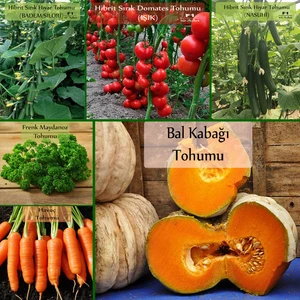 Zencefil Organik 6 Paket Tohum No4 Hibrit Badem Salatalık Tohumu Hıyar Nasuhi F1 Domates Bal Kabağı Frenk Maydanoz Tohumu Sebze Tohumları