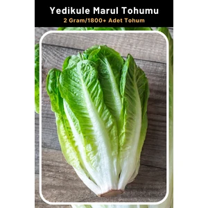 Tohum Seç Geniş Yapraklı, Yedikule Marul Tohumu, 2 GRAM/1.800 Adet Tohum
