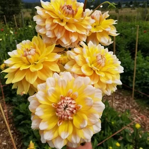 Seattle Dahlia Iri Çiçekli Yıldız Çiçeği Yumrusu (1 Adet)