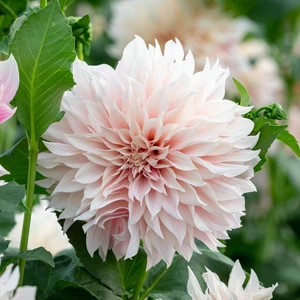 Cafe Au Lait Dahlia Yıldız Çiçeği Yumrusu (1 Adet)