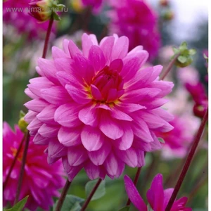 Iri Çiçekli Minouche Dahlia Yıldız Çiçeği Yumrusu (1 Adet )