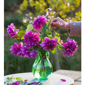 Iri Çiçekli Thomas A.edison Dahlia Yıldız Çiçeği Yumrusu (1 Adet )