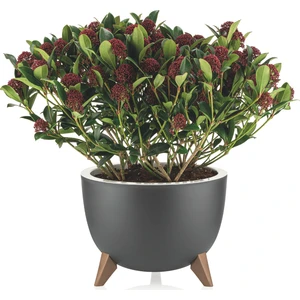 Alya Plastik Kendinden Süzgeçli Dekoratif Ufo Saksı No 1