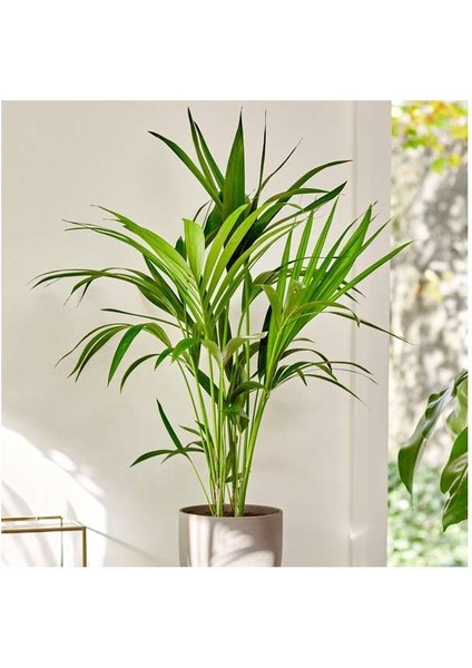 Kentya Palmiyesi – Kentia Palm 100-120 cm