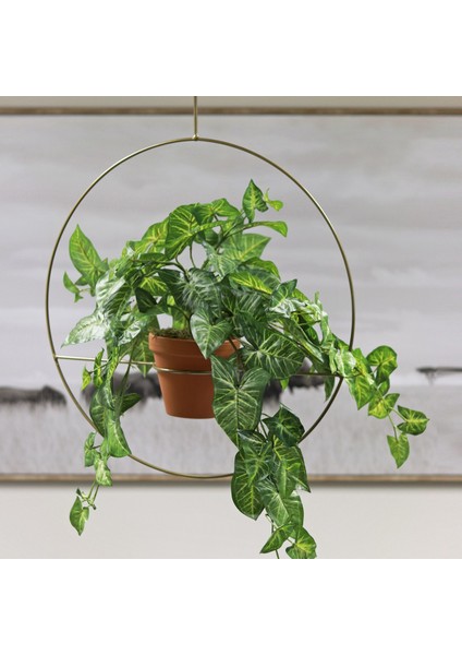 Ok Başı Sarmaşığı - Syngonium Podophyllum