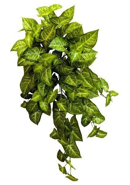 Ok Başı Sarmaşığı - Syngonium Podophyllum