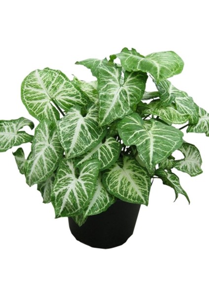 Ok Başı Sarmaşığı - Syngonium Podophyllum