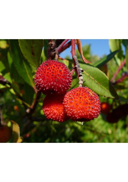 Kocayemiş (Arbutus Unedo) Fidanı
