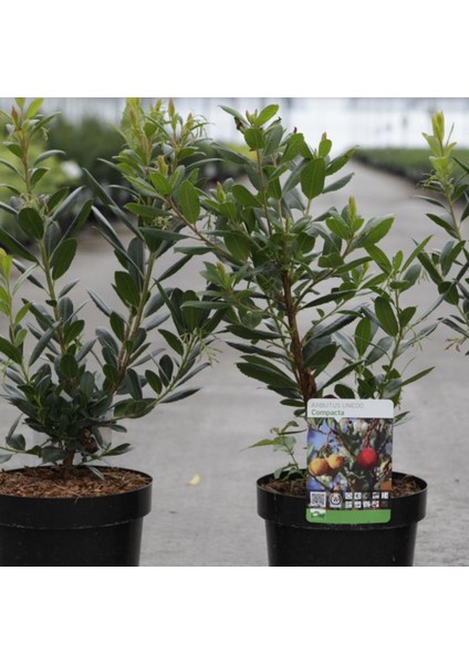 Kocayemiş (Arbutus Unedo) Fidanı