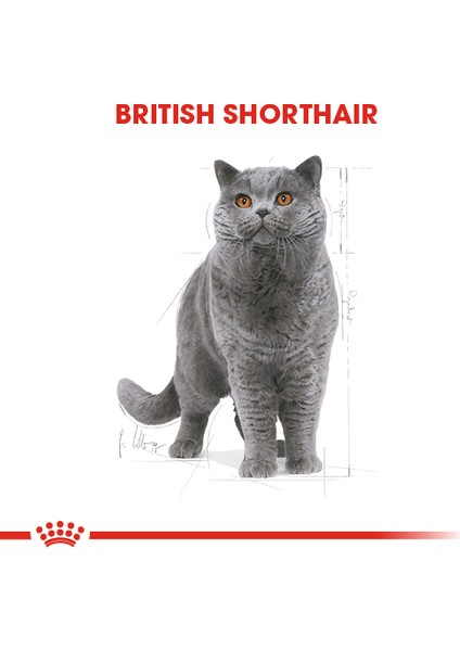 British Shorthair Yetişkin Kedi Konservesi 12x85gr (12li) modelleri