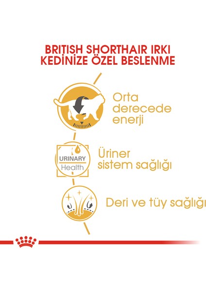 British Shorthair Yetişkin Kedi Konservesi 12x85gr (12li) indirimleri