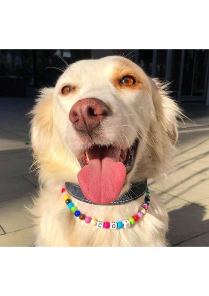 Hamade Renkli Özel Isim Yazılı Kedi Köpek Tasması Kedi Köpek Kolyesi